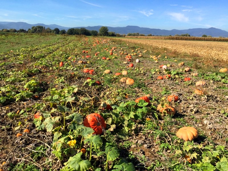 Soupe paysanne d'Ardèche - La ferme du châtaignier - Acheter en ligne